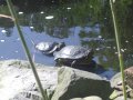IMGP0776.JPG